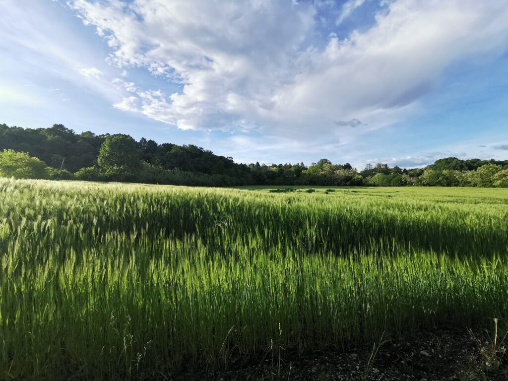 distese di campi di grano