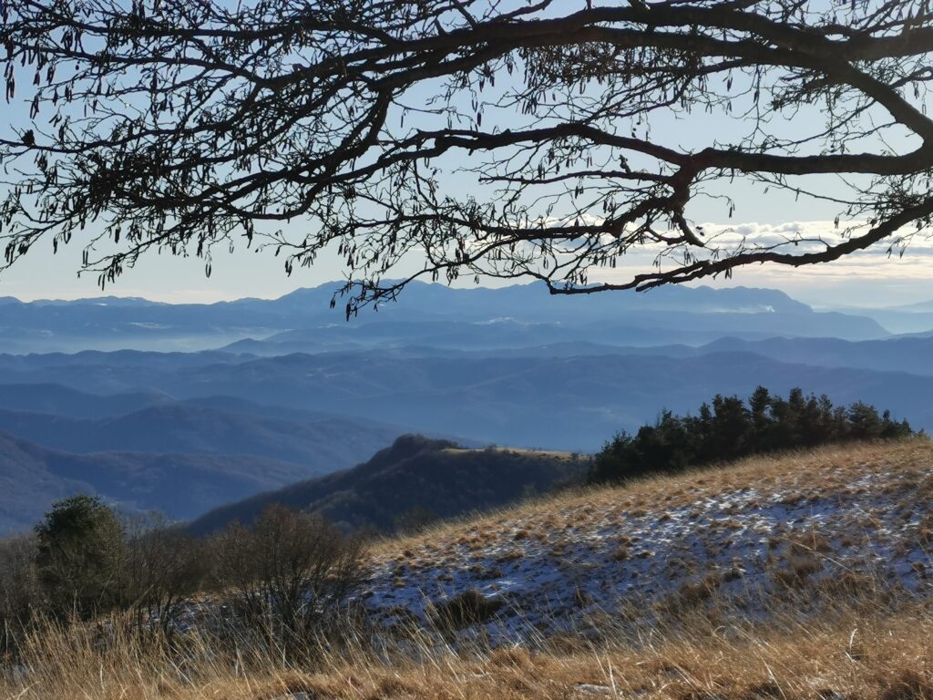 panorama visto dalle fronde albero dallo Joanaz sulle montagne Slovene
