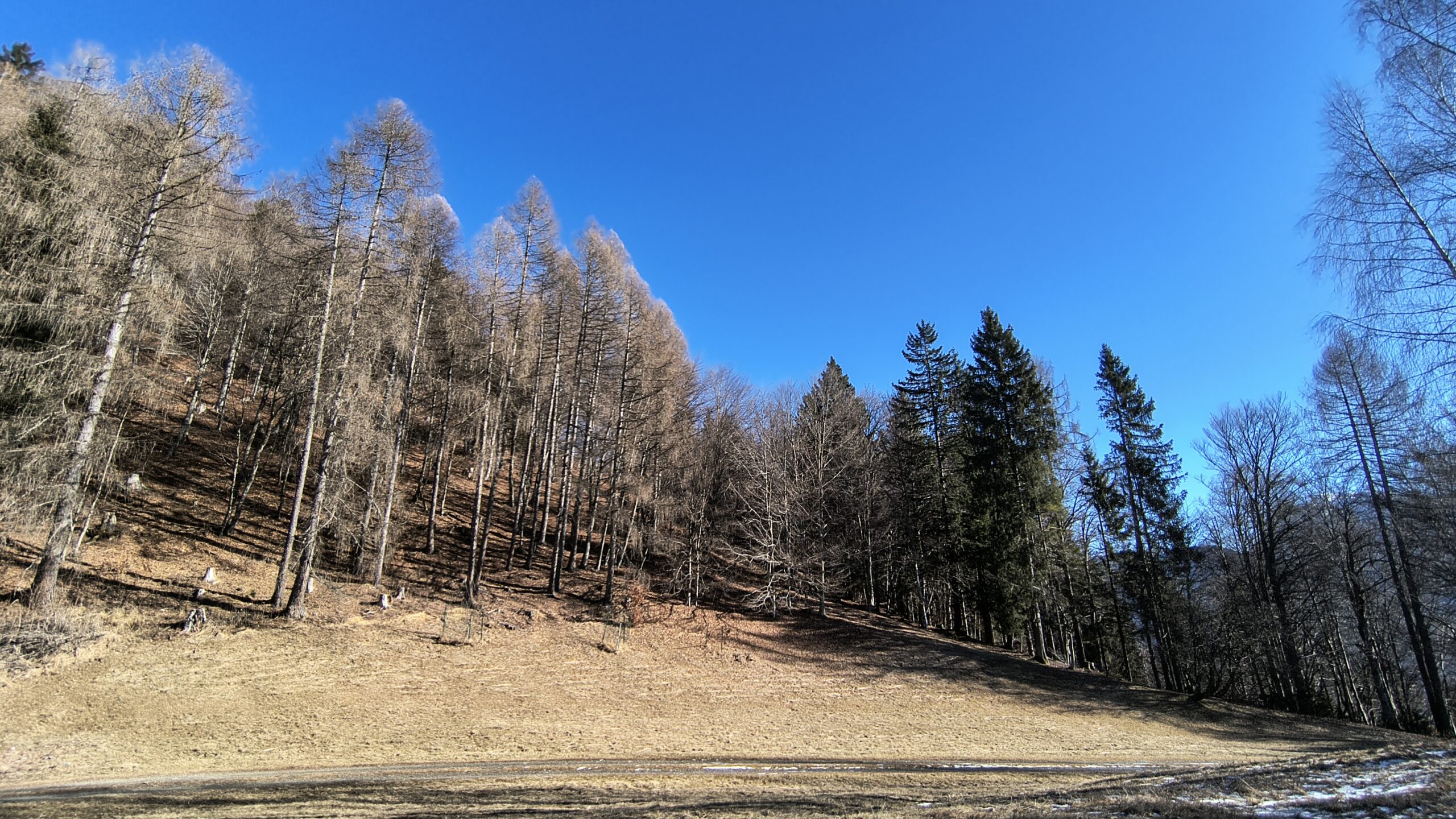 Bosco nei pressi dello stavolo in Valpudia