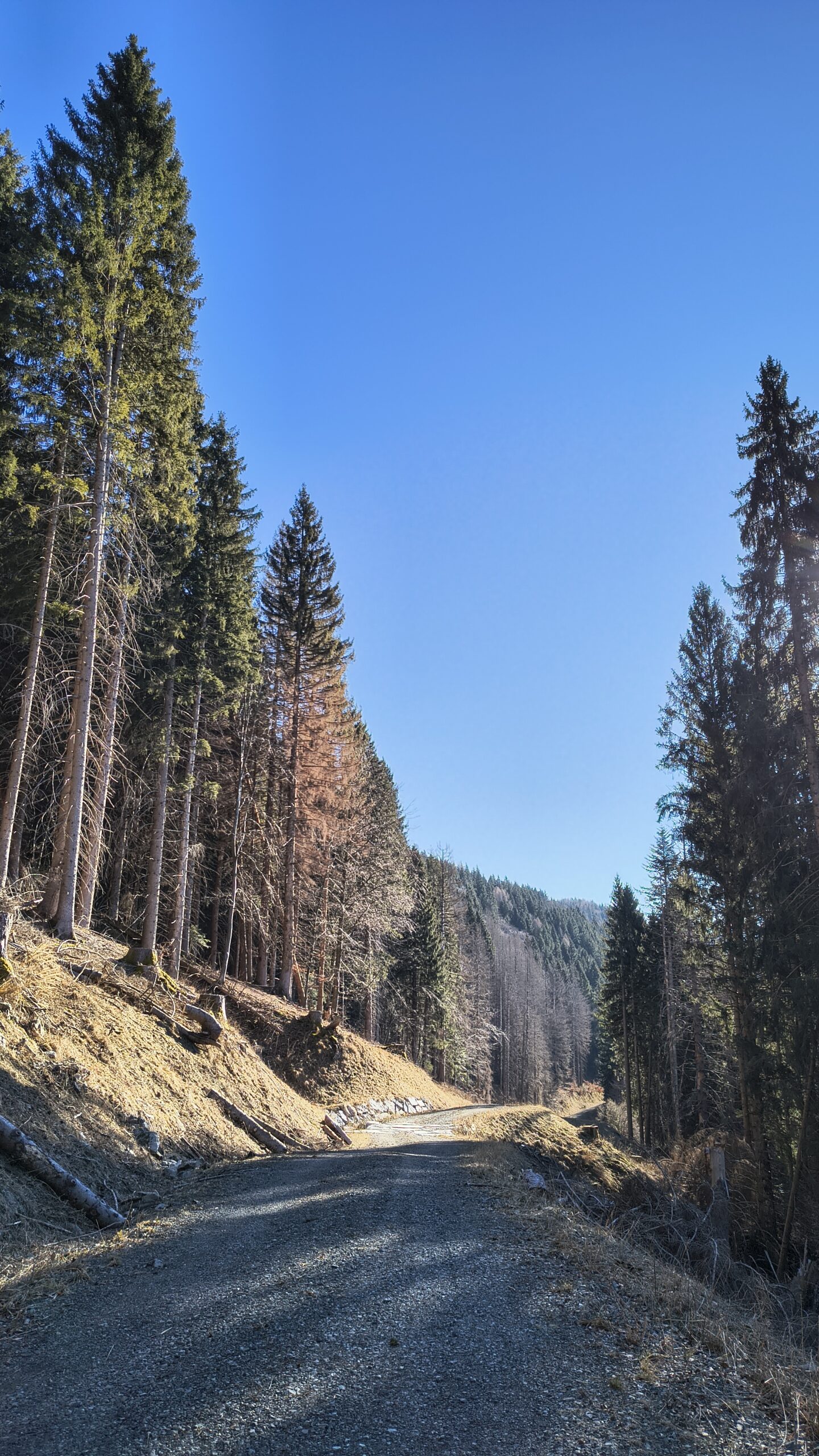 Strada forestale che collega la Valpudia a Cleulis