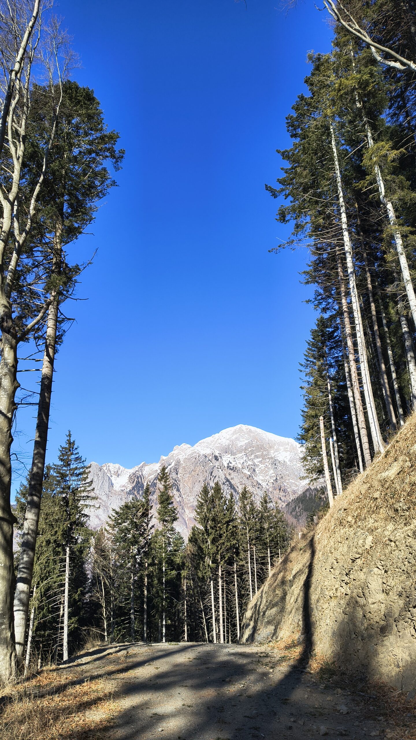 Forestale e sullo sfondo Gamspitz e Creta di Timau