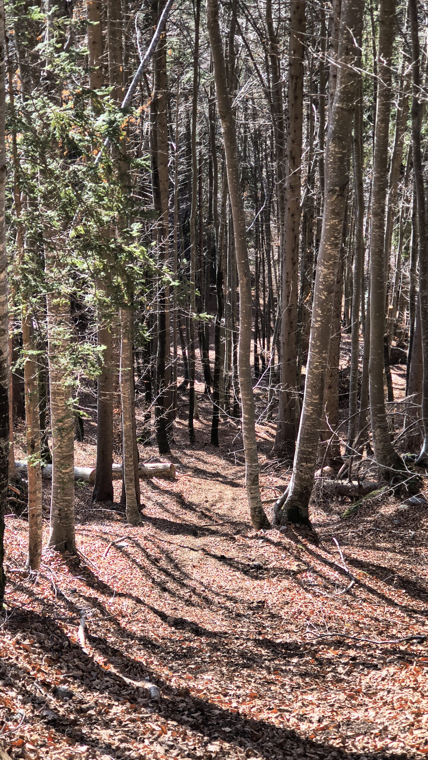 Interessante traccia non mappata che si perde nel bosco